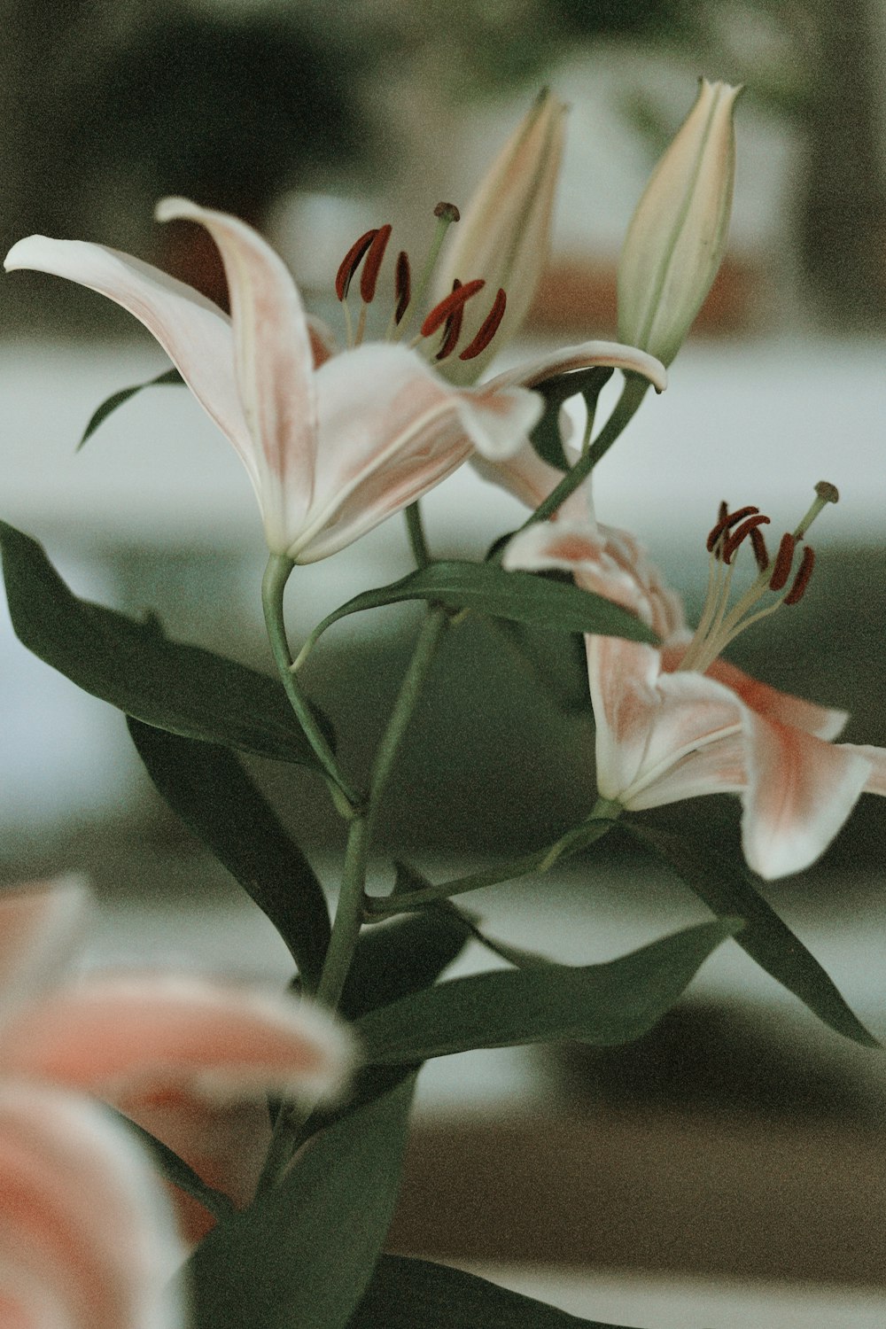 white and red flower in tilt shift lens