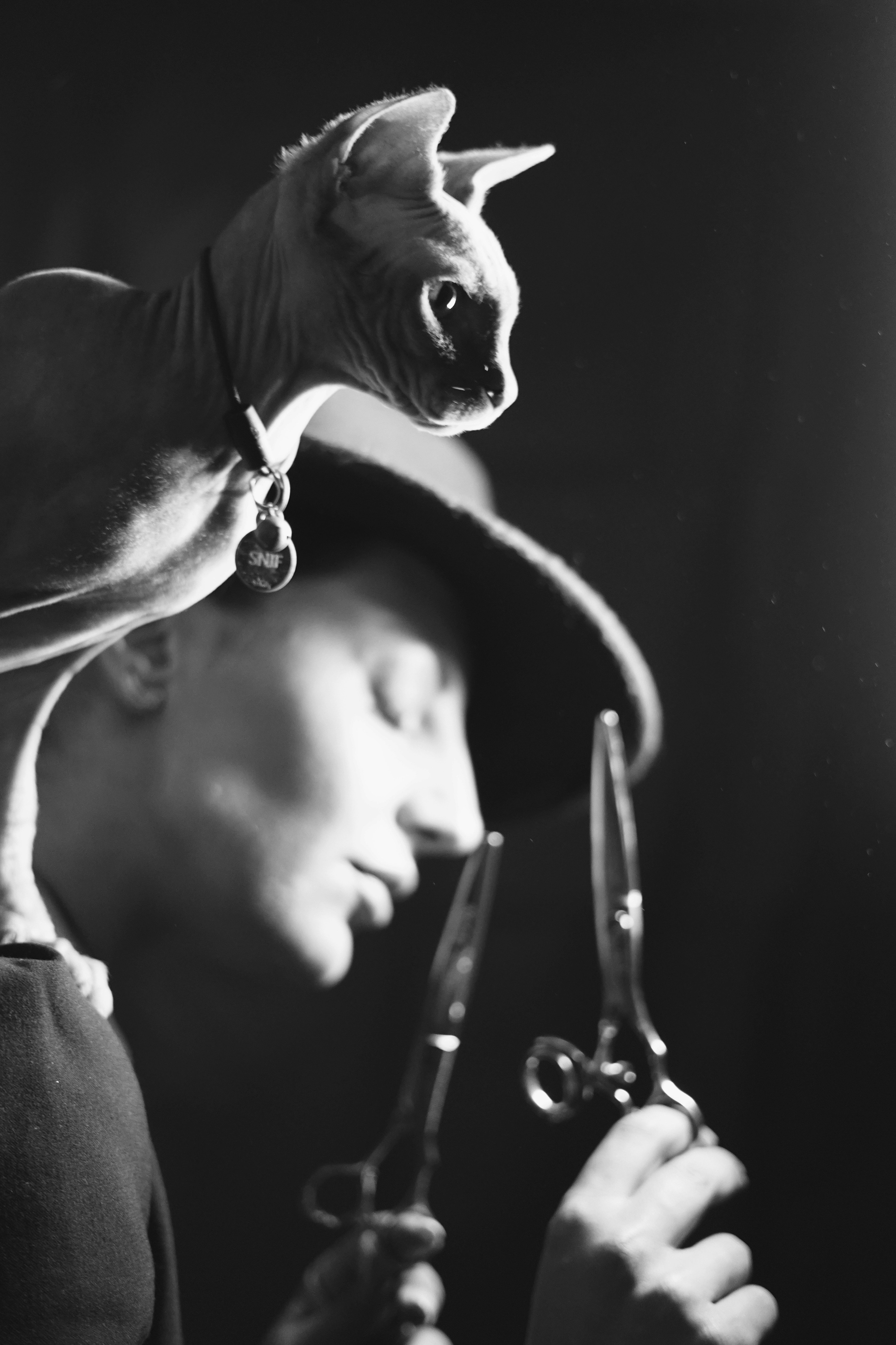 How to Encourage Affection in Any Cat (image credits: unsplash)