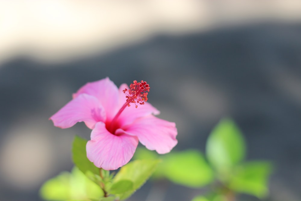 pink flower in tilt shift lens