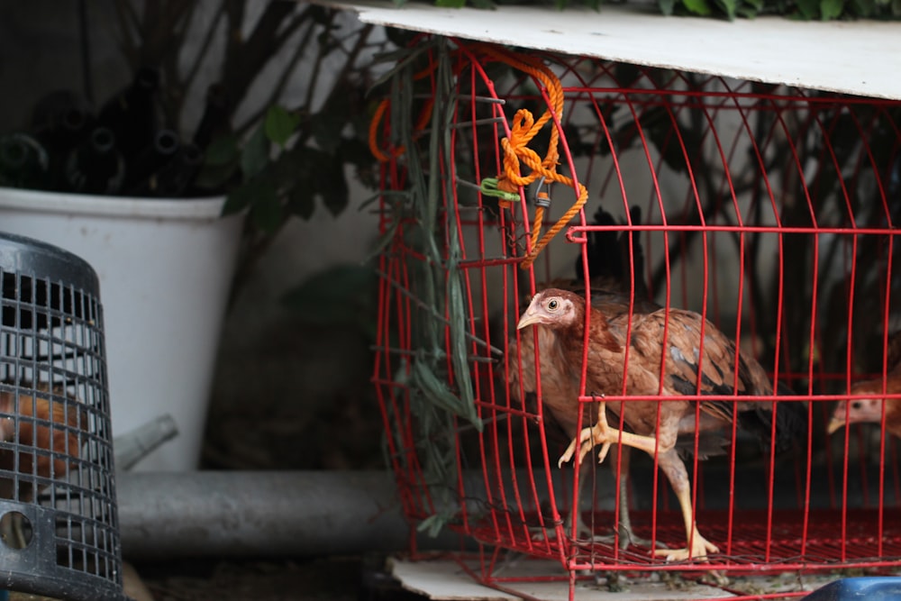 brown and white bird in cage