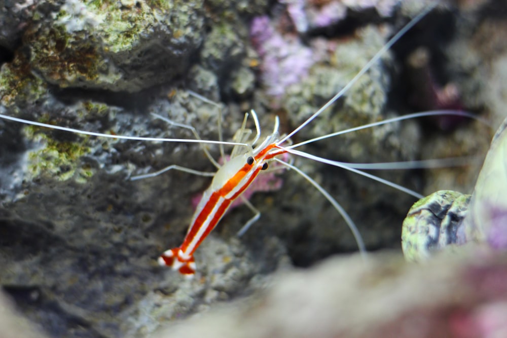 orange and white fish on coral reef