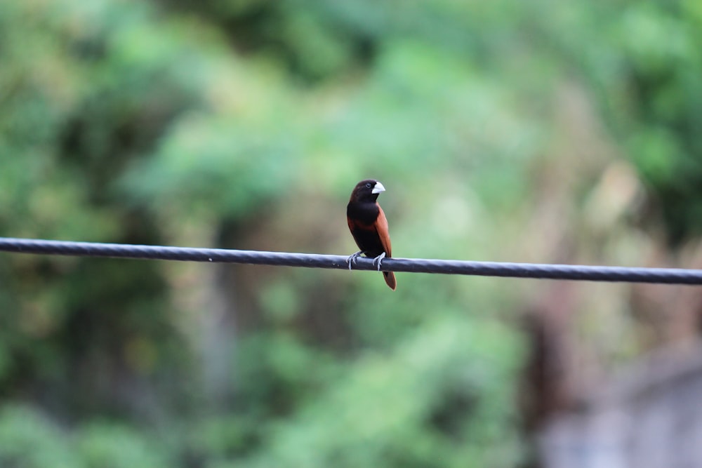Uccello nero e arancione sul filo nero durante il giorno