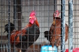 Two roosters stand behind a metal cage. The rooster on the left has vibrant feathers with shades of red, orange, and black, while the one on the right has a more muted brown appearance. The cage has visible wear, with chipped paint revealing the metal underneath.
