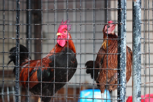 Two roosters stand behind a metal cage. The rooster on the left has vibrant feathers with shades of red, orange, and black, while the one on the right has a more muted brown appearance. The cage has visible wear, with chipped paint revealing the metal underneath.
