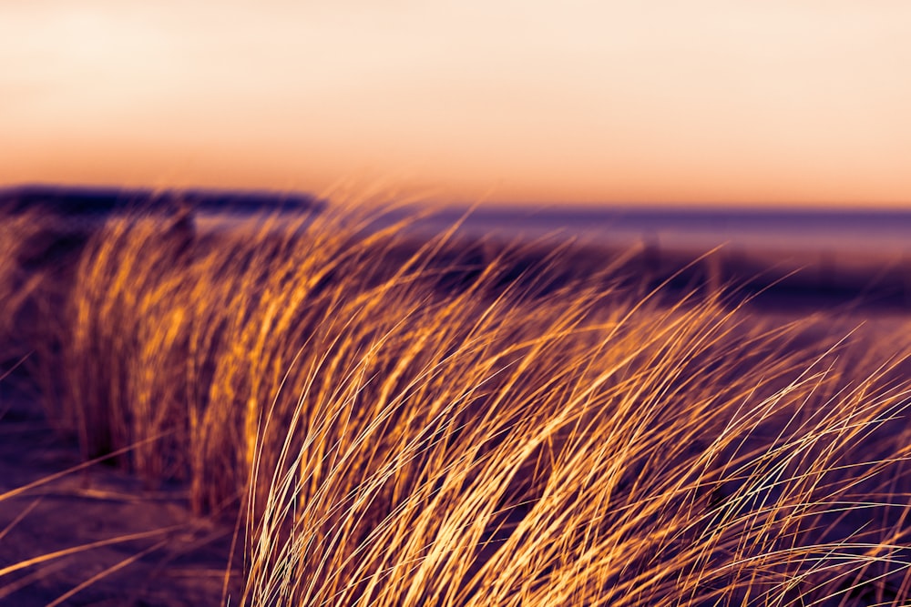 brown wheat field during daytime