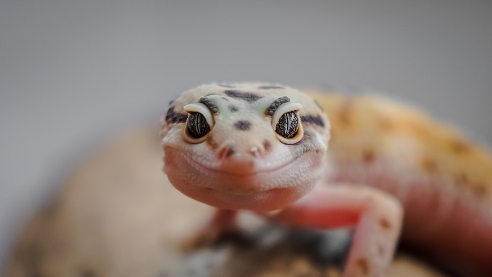 Lézard tacheté brun et noir