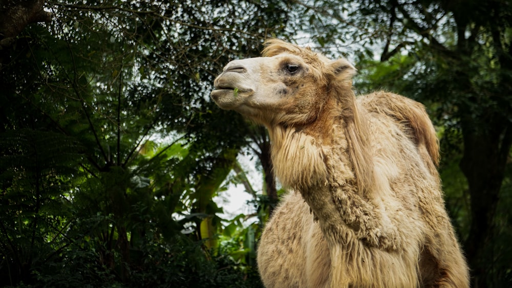 brown camel near green leaf tree during daytime