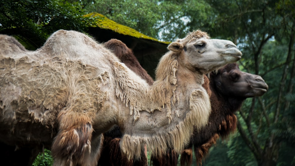 brown camel on green grass field during daytime