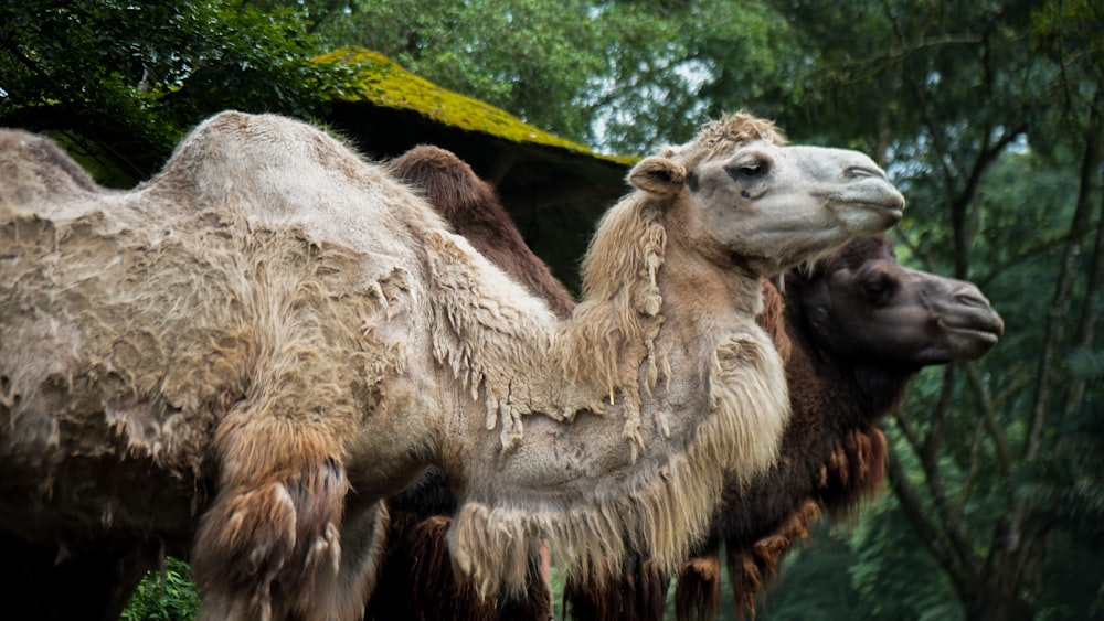 camello marrón en un campo de hierba verde durante el día