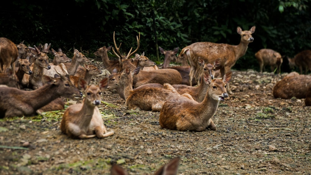 herd of deer on ground during daytime