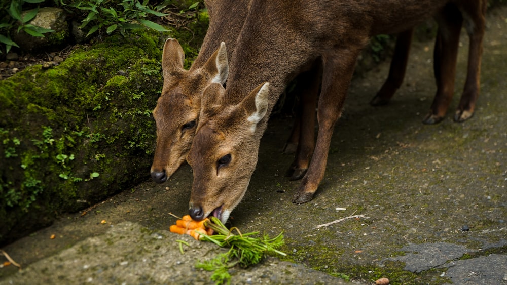brown deer eating green leaves