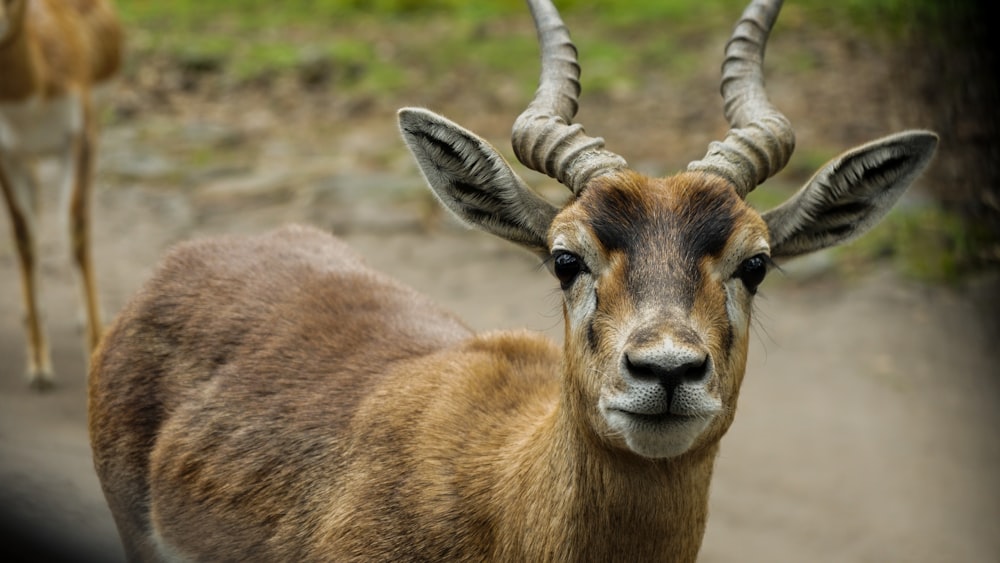 brown deer on green grass during daytime