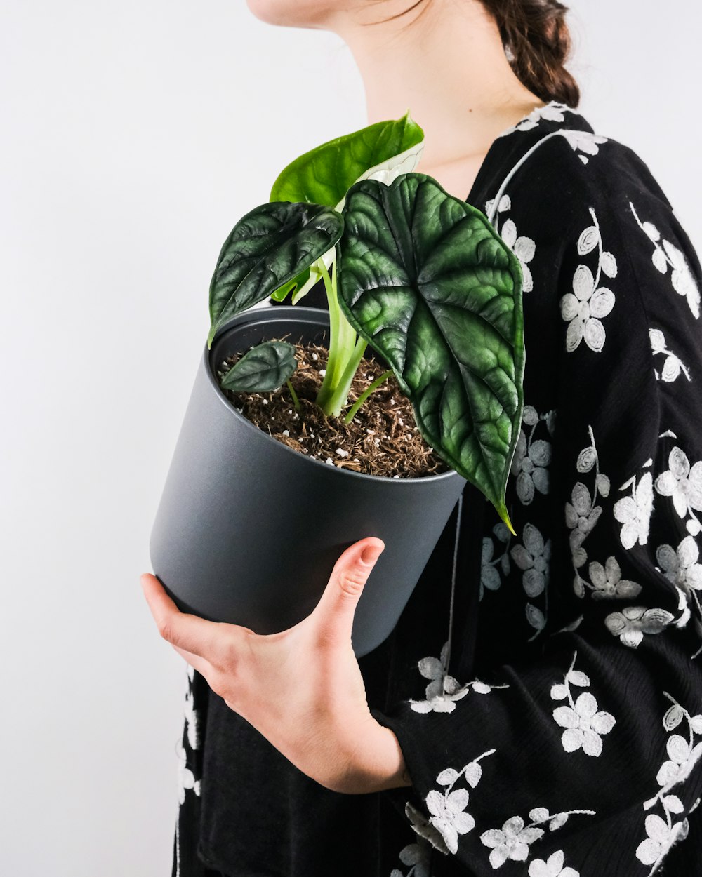 person holding green plant pot