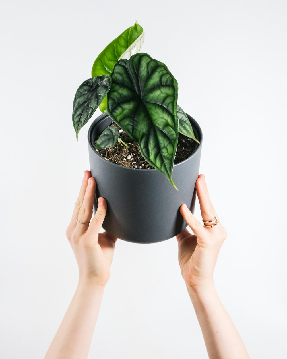 a person holding a potted plant in their hands