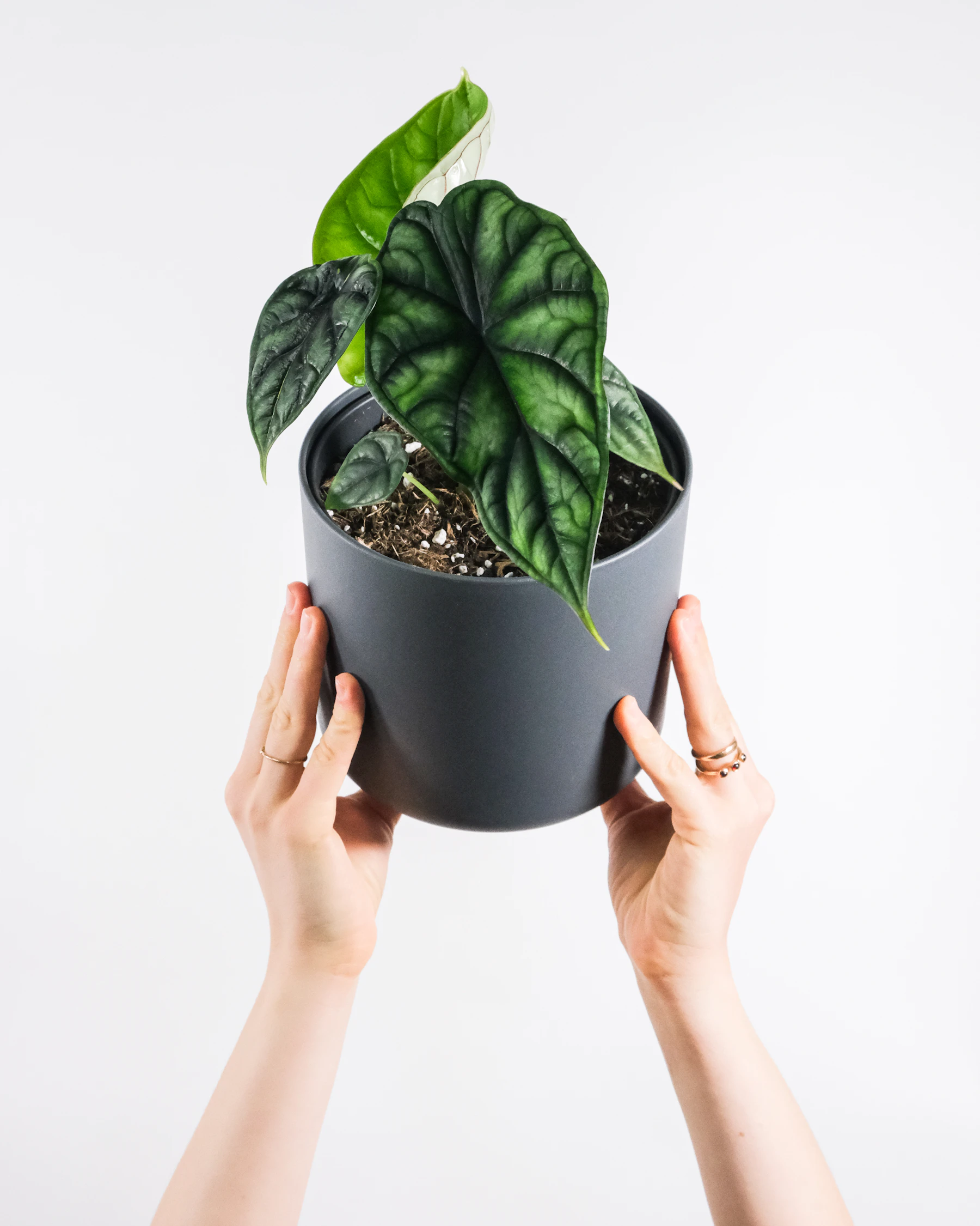 Two hands holding up a small alocasia with dark, deeply veined leaves in a gray pot against a white wall