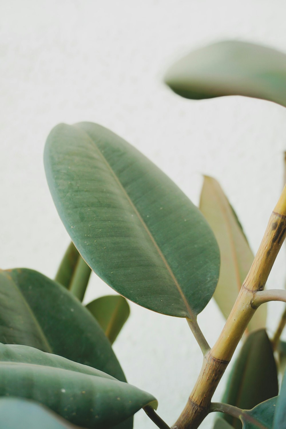 green leaves on white table