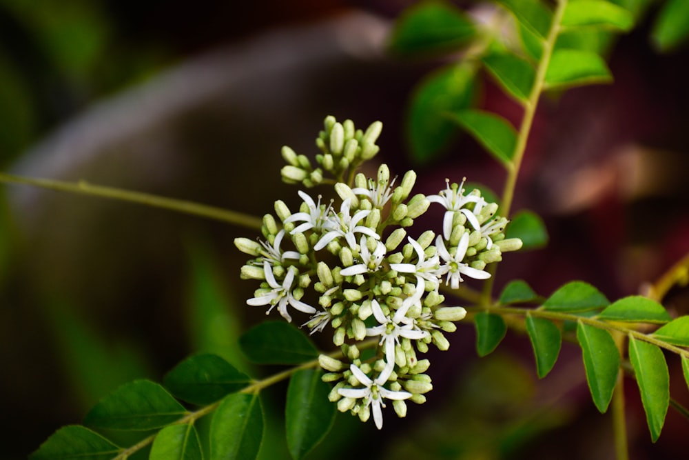 white flower in tilt shift lens