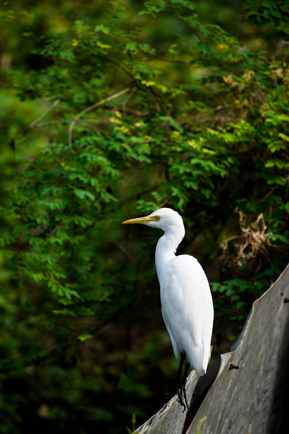 white bird on brown wooden log