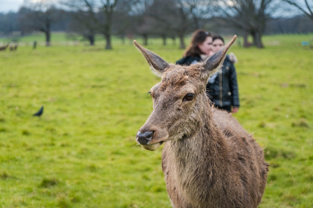 Cerf brun sur un terrain d’herbe verte pendant la journée