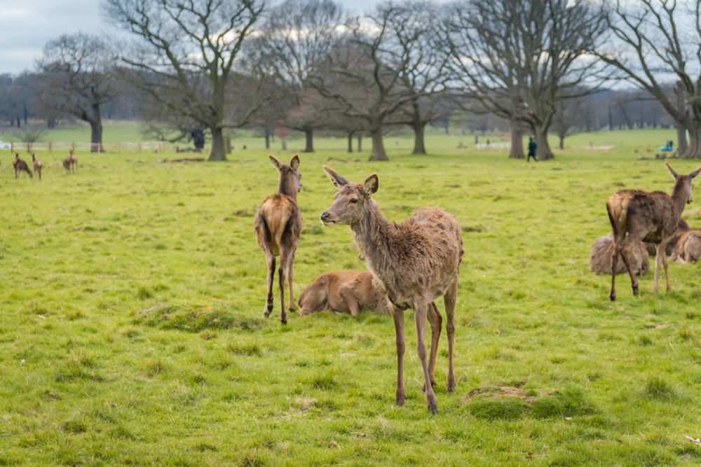 brown deer on green grass field during daytime