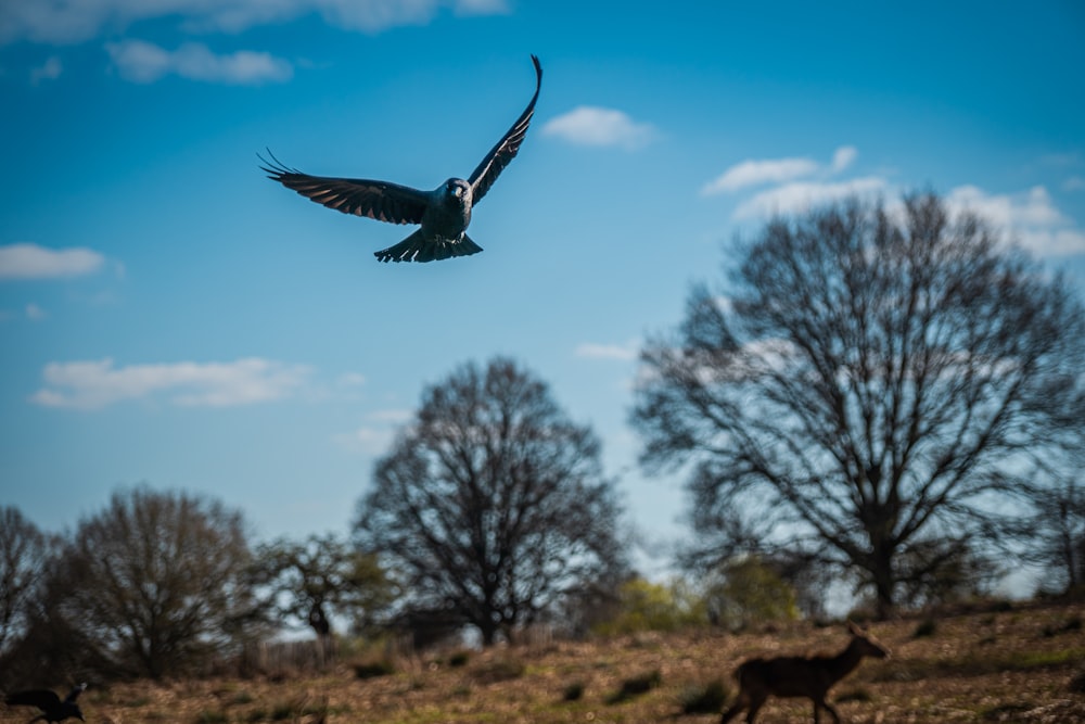 black and white bird flying over bare trees during daytime