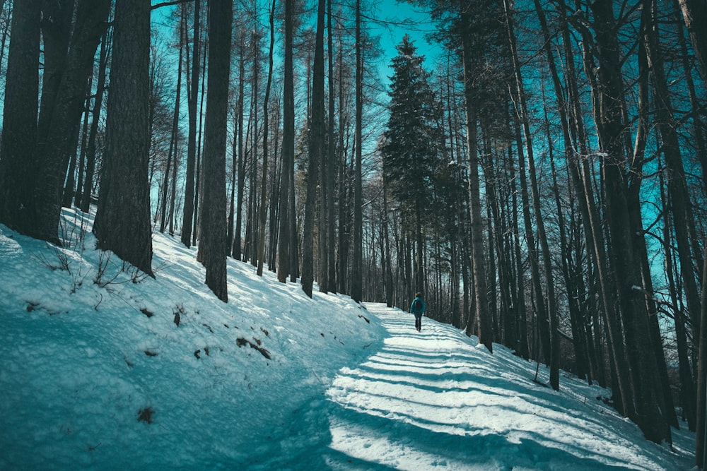 昼間、木々に囲まれた雪に覆われた地面を歩く黒いジャケットを着た人