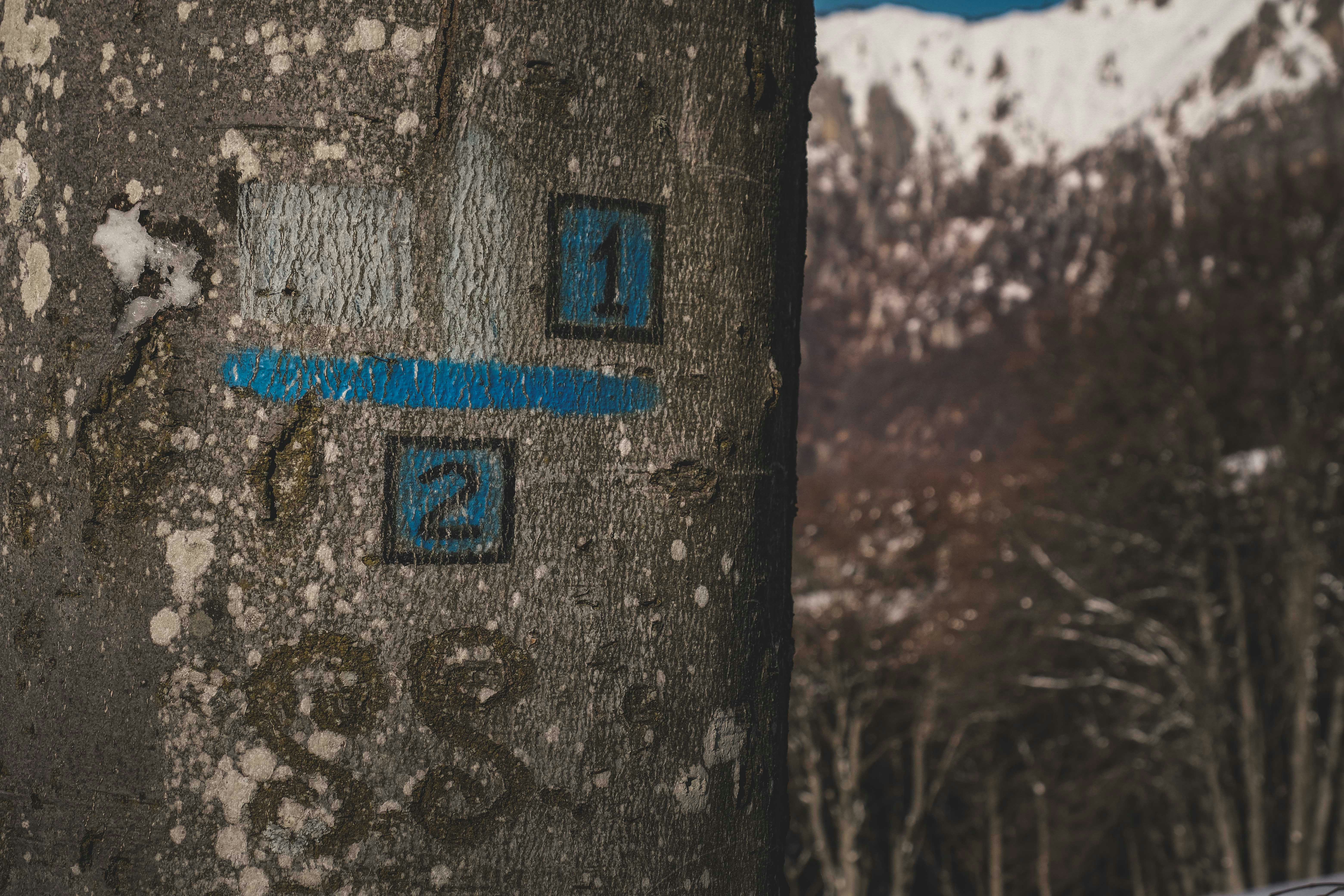 blue and brown concrete building