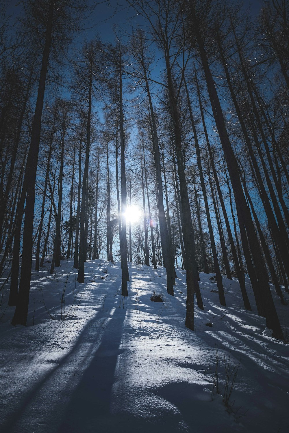 bare trees on snow covered ground during daytime