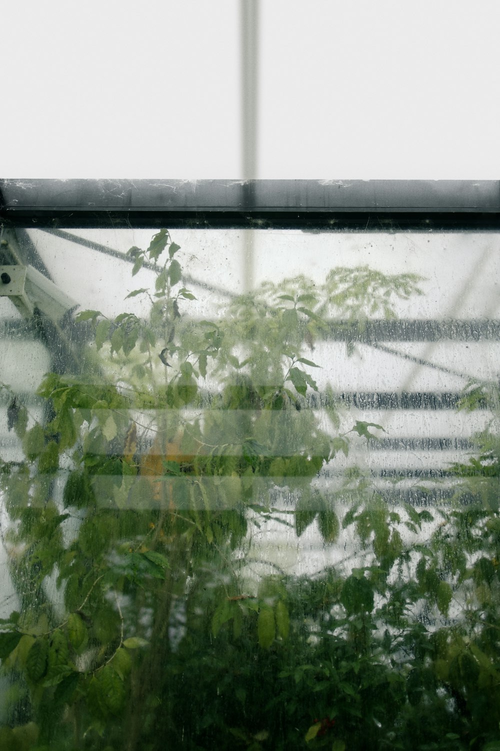 白い窓に緑の植物