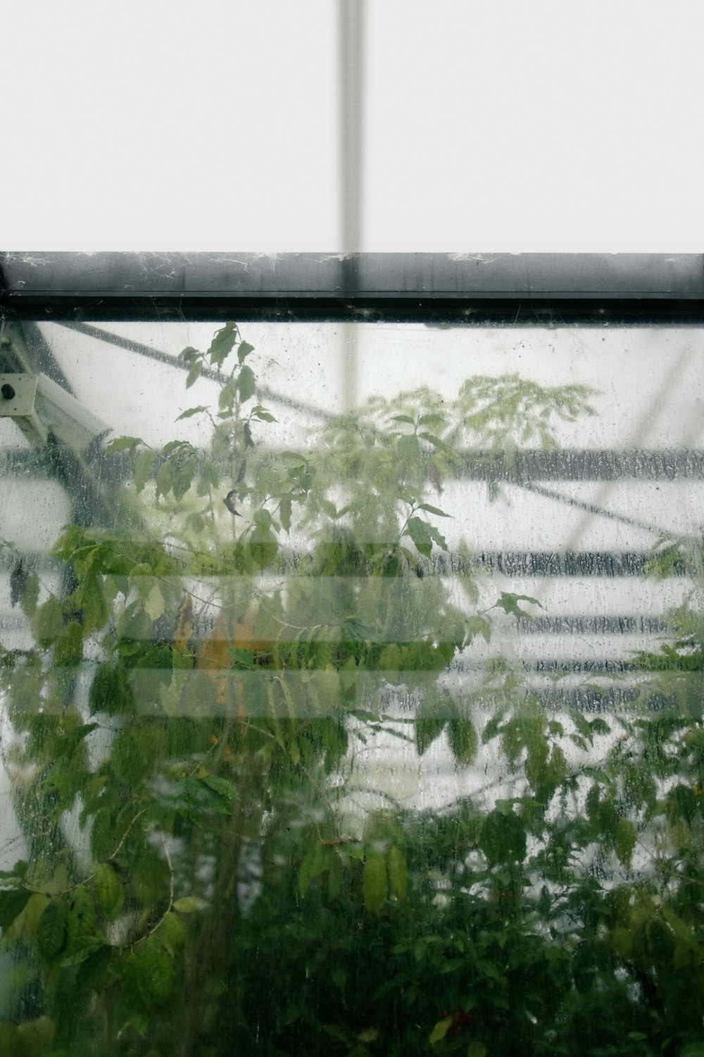 green plant on white window