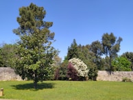 A lush green lawn with various trees and shrubs, including a tall tree on the left and a mix of flowering bushes in the center. An old stone wall runs horizontally in the background, and the sky above is clear and blue.