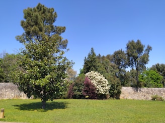 A lush green lawn with various trees and shrubs, including a tall tree on the left and a mix of flowering bushes in the center. An old stone wall runs horizontally in the background, and the sky above is clear and blue.