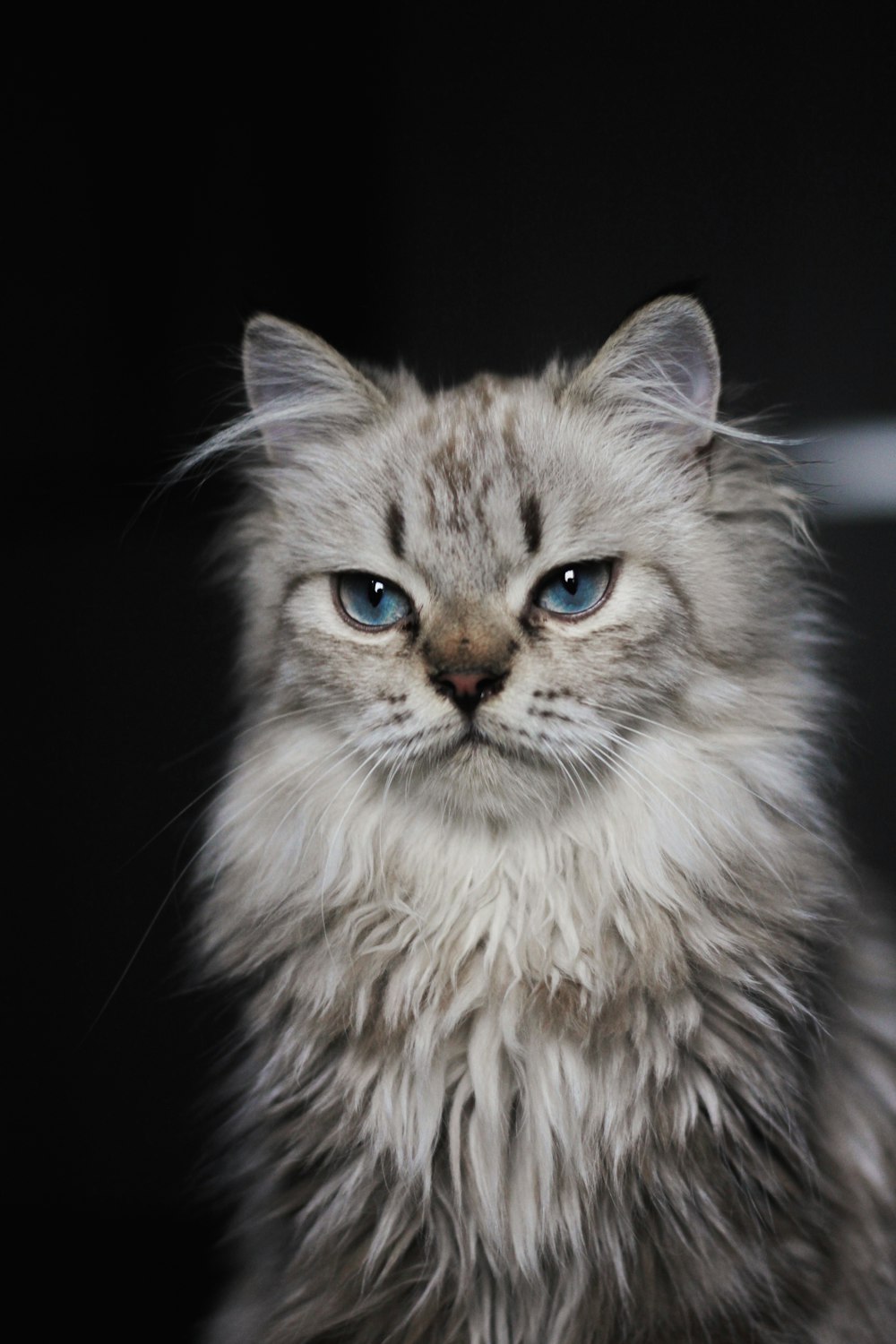 brown and white long fur cat