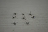 A graphic depicting mosquito control strategies.