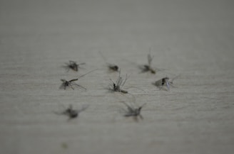 Several dead mosquitoes lying on a flat, light-colored surface. The mosquitoes are scattered randomly, and their wings and legs are visible.