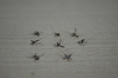 Several dead mosquitoes lying on a flat, light-colored surface. The mosquitoes are scattered randomly, and their wings and legs are visible.