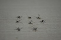 Several dead mosquitoes lying on a flat, light-colored surface. The mosquitoes are scattered randomly, and their wings and legs are visible.