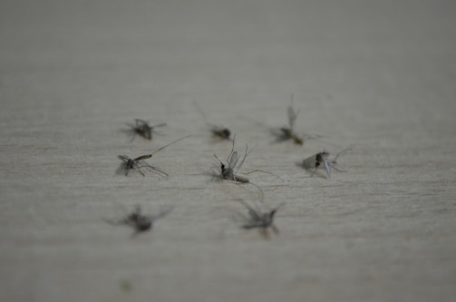Several dead mosquitoes lying on a flat, light-colored surface. The mosquitoes are scattered randomly, and their wings and legs are visible.