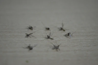 A graphic depicting mosquito control strategies.