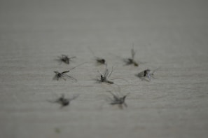 A variety of mosquito swatter models displayed neatly on a showroom shelf