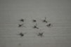 Several dead mosquitoes lying on a flat, light-colored surface. The mosquitoes are scattered randomly, and their wings and legs are visible.