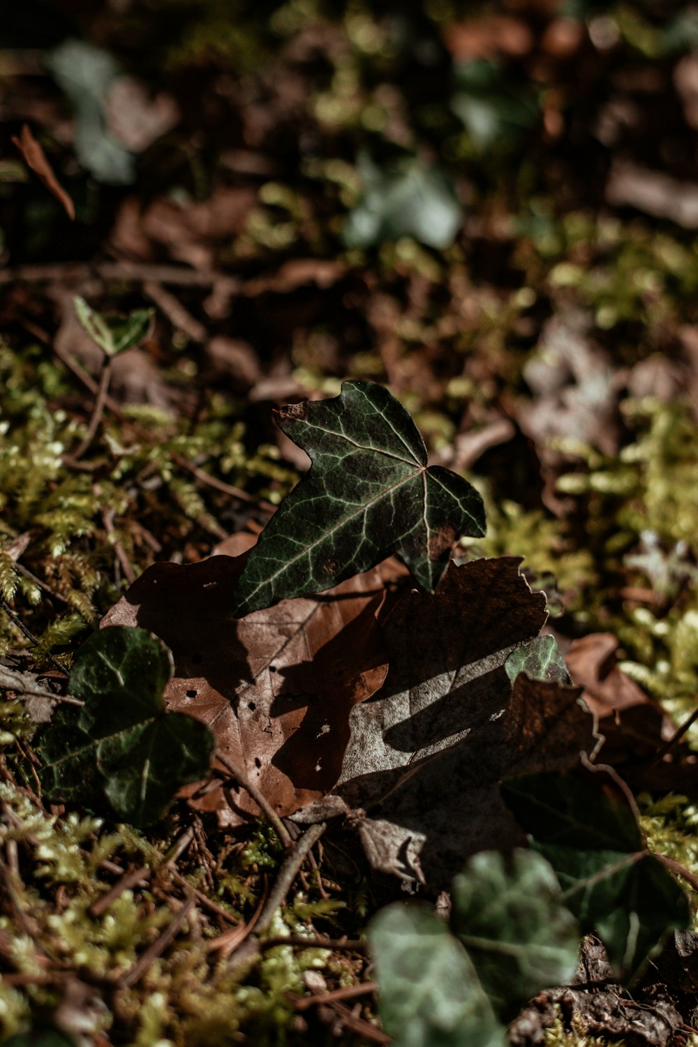 brown and black maple leaf on green grass