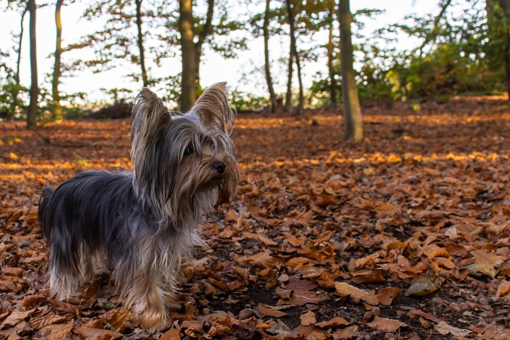 black and tan yorkshire terrier puppy on brown dried leaves during daytime