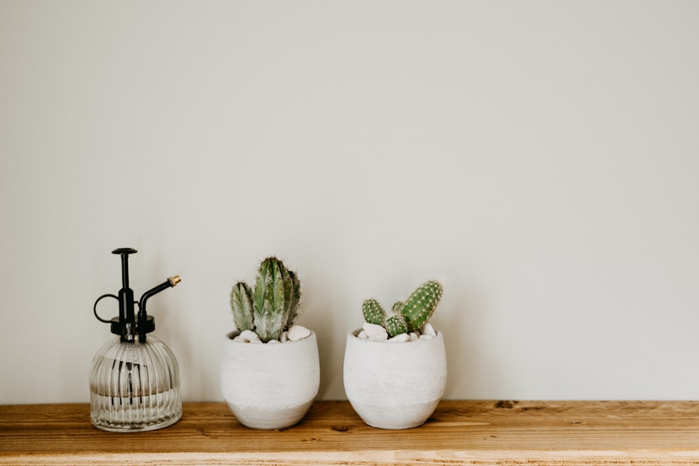 Pianta di cactus verde su vaso di ceramica bianca