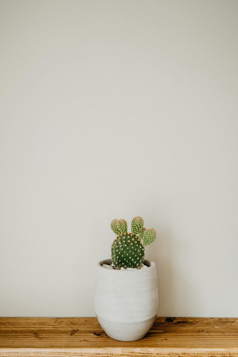 a small cactus in a white pot on a wooden shelf