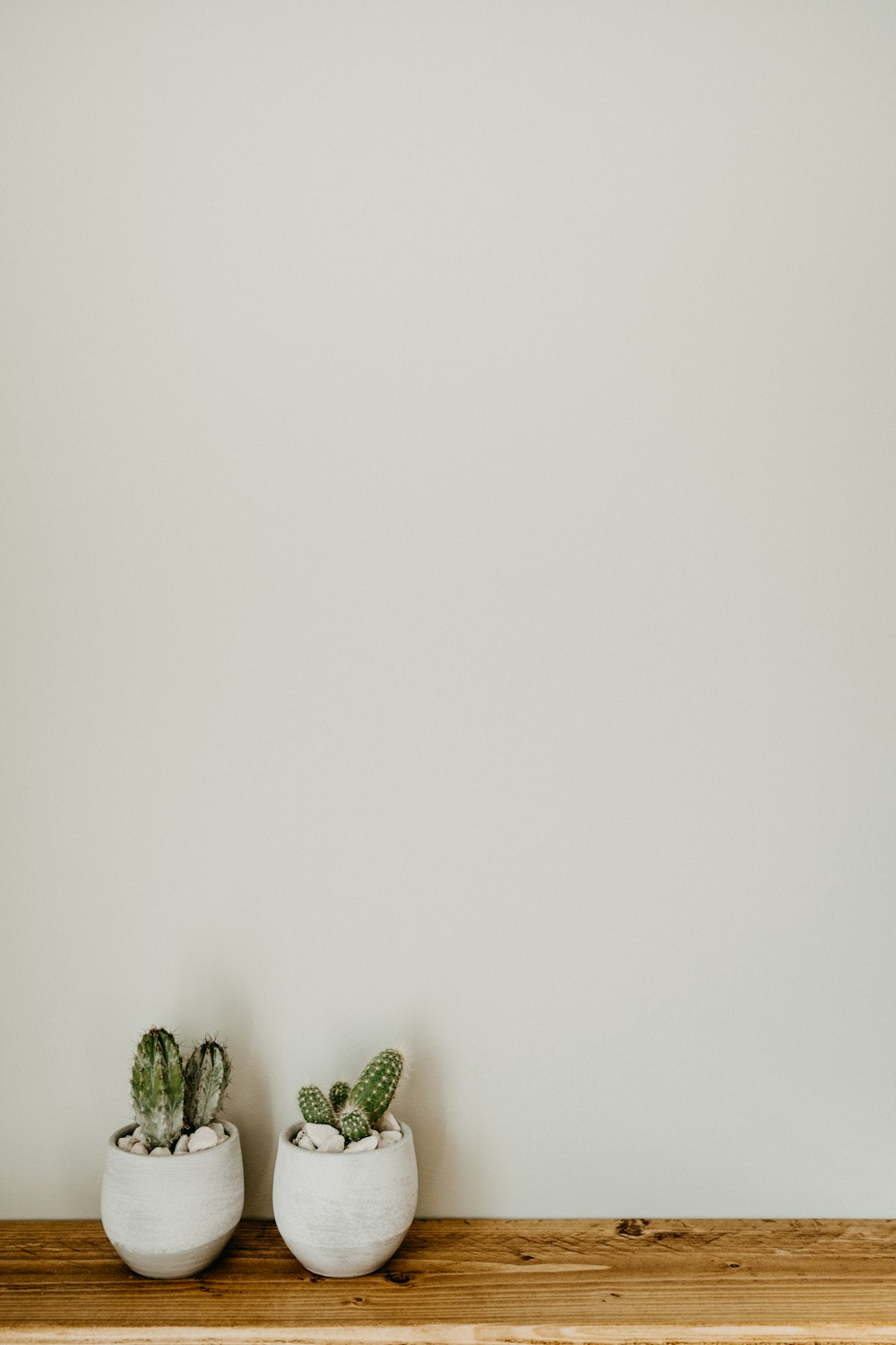 planta verde do cacto na parede branca