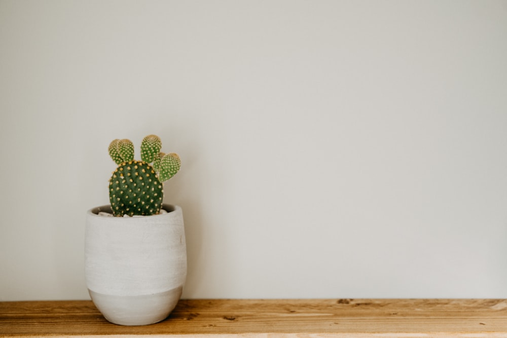 green cactus in white ceramic pot