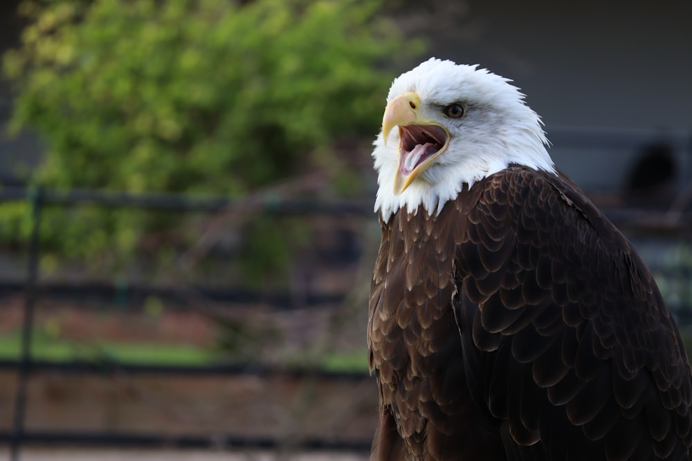 brown and white eagle on brown wooden fence during daytime