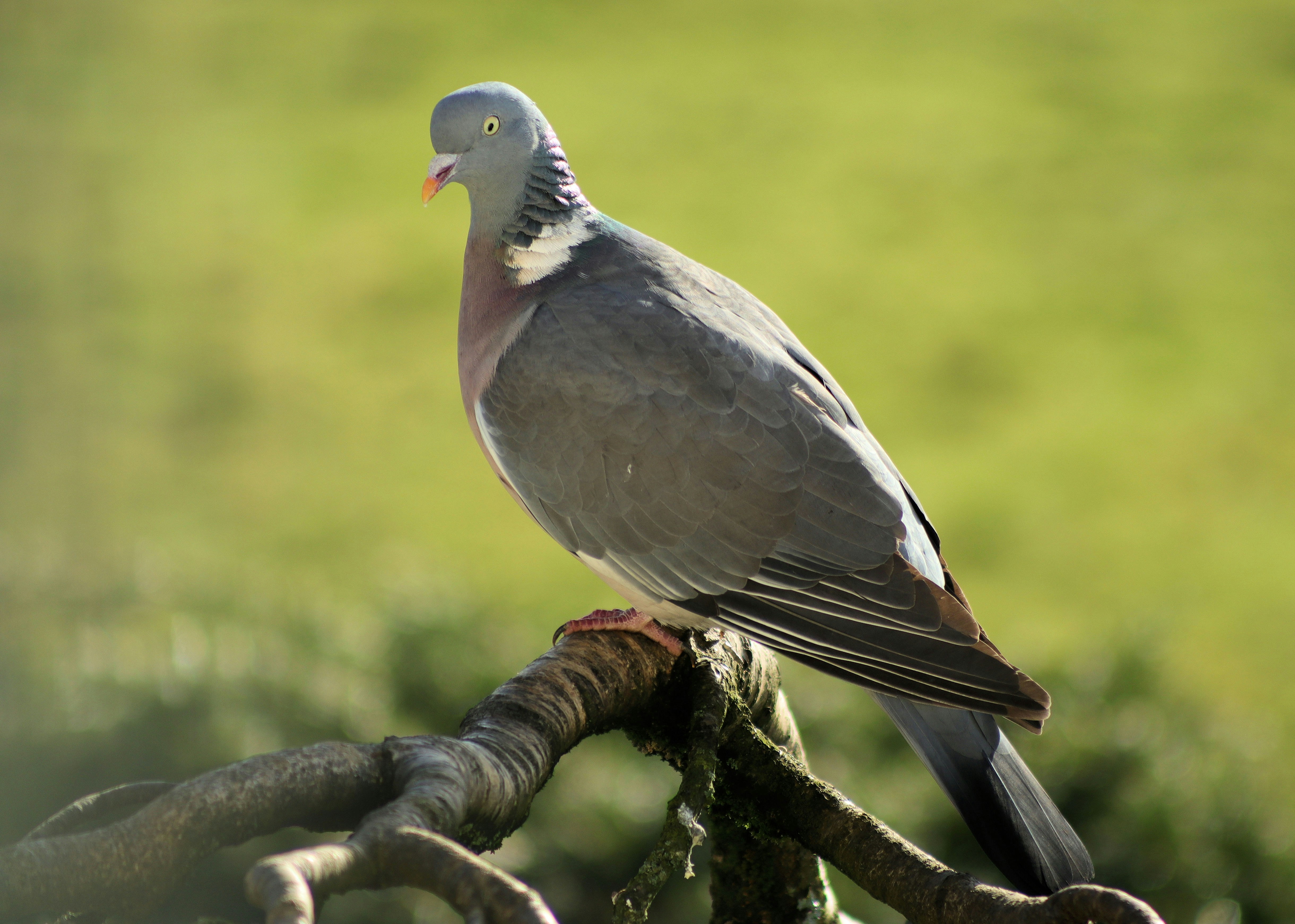 Photo by thedevonartist