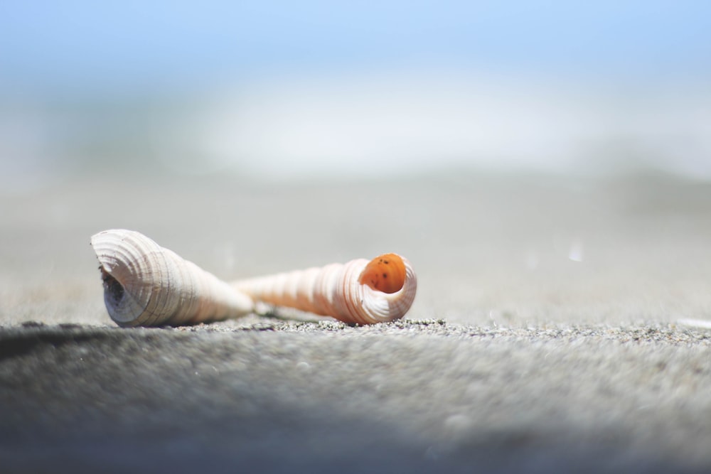 white seashell on gray sand during daytime